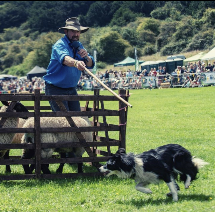 Sheepdog Jess and novice Lassie demonstrate instinct and training in the arena