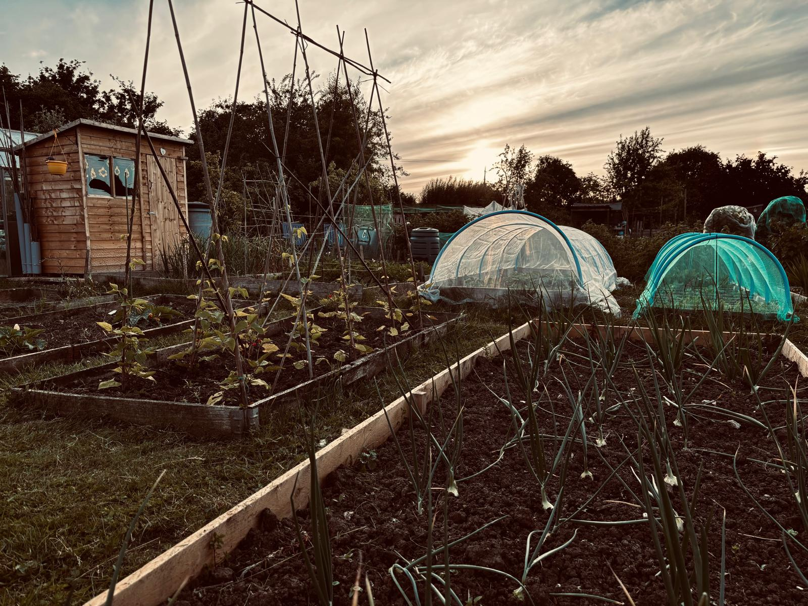 Growing Together - Mid June 2024: Allotment updates & gardening wisdom from the dads