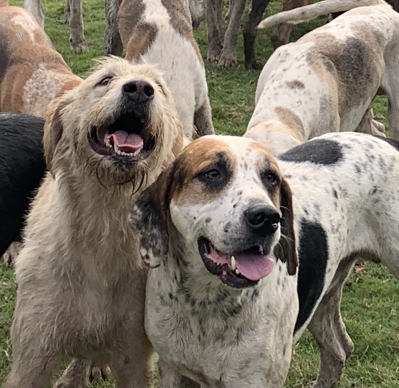 A rare insight into the breeding of hunting hounds