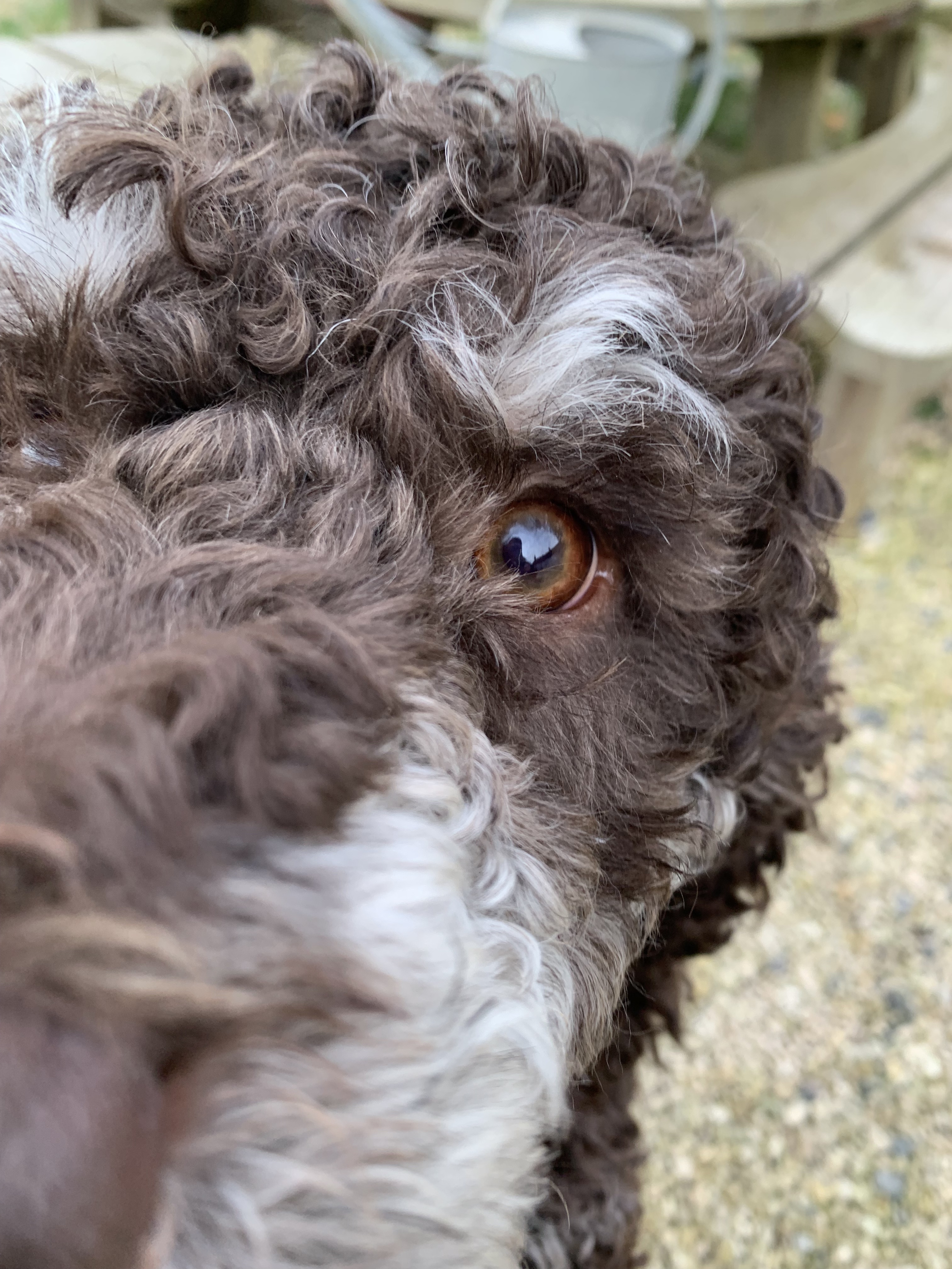 Meet Giglee, the truffle hunter