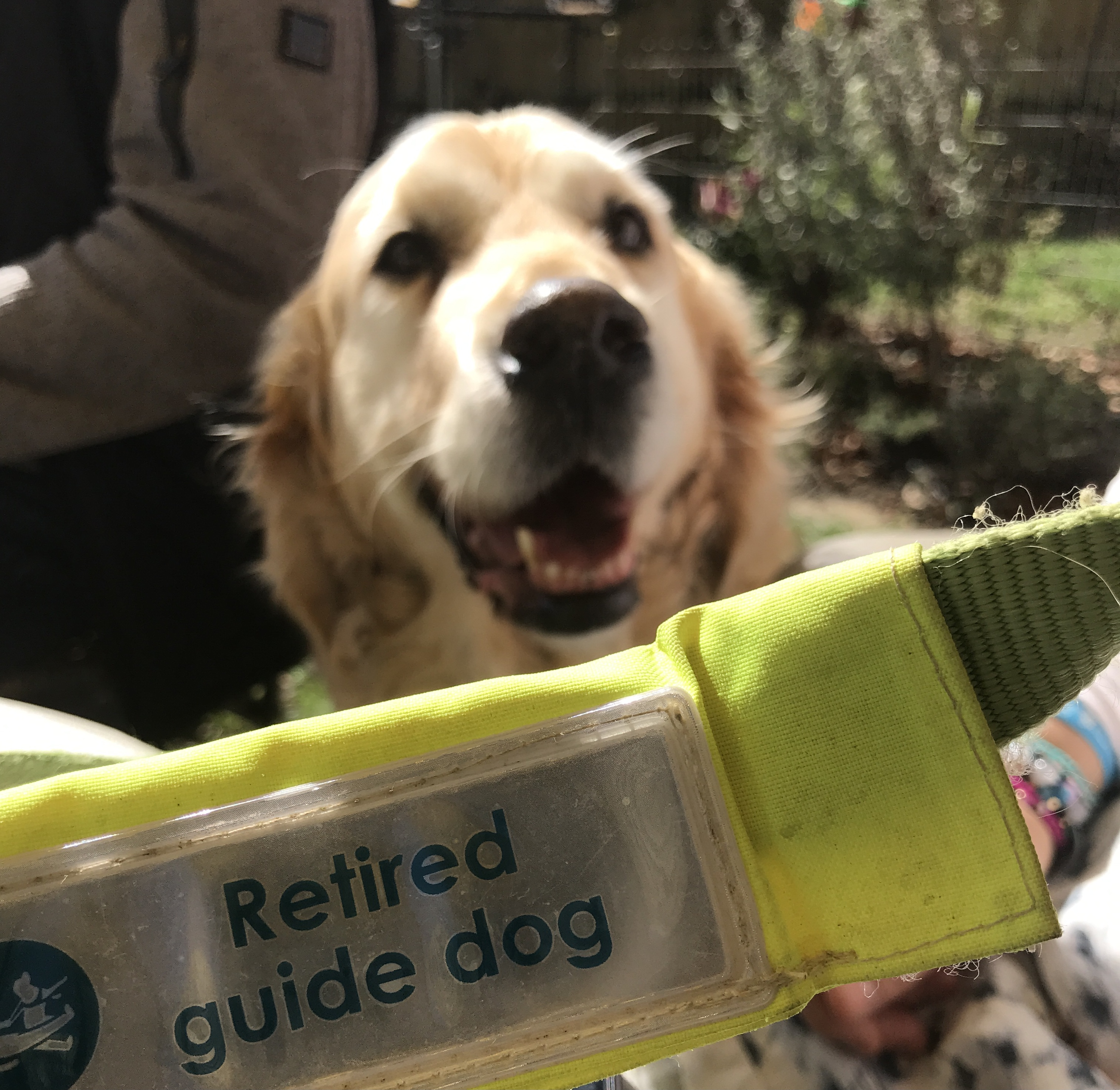 Breck, the guide dog