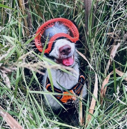 Nica, Nettle and Phoenix, the Japanese Knotweed detection dog trio