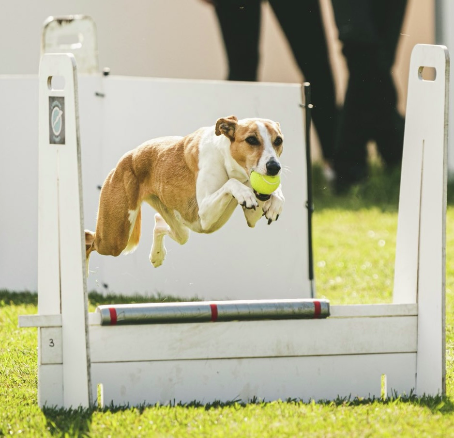 Marble and the Odyssey Flyball Club team perform at Goodwoof