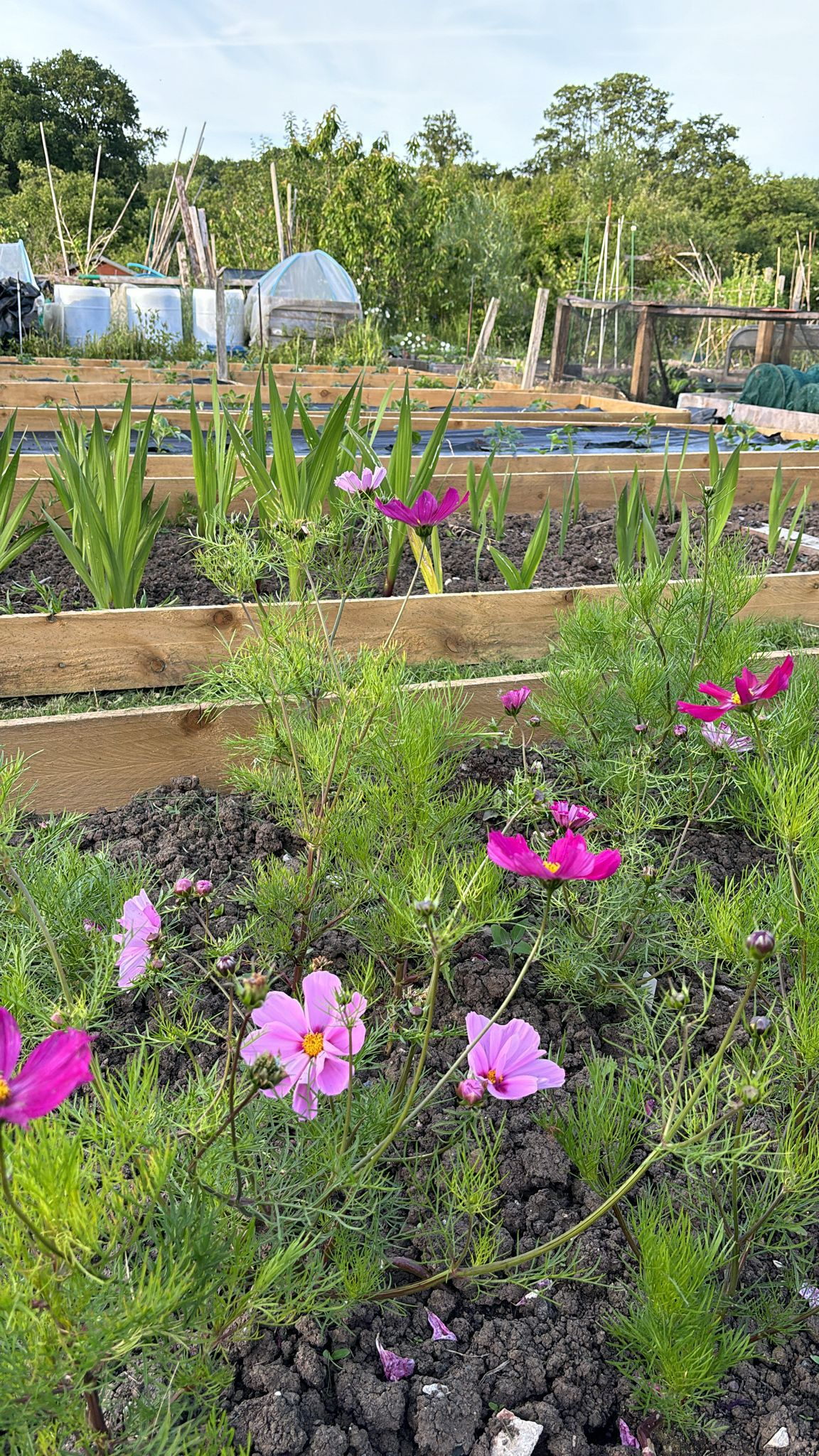 Growing Together - Early September 2024: Crop harvesting and gardening for mental wellness with Mind