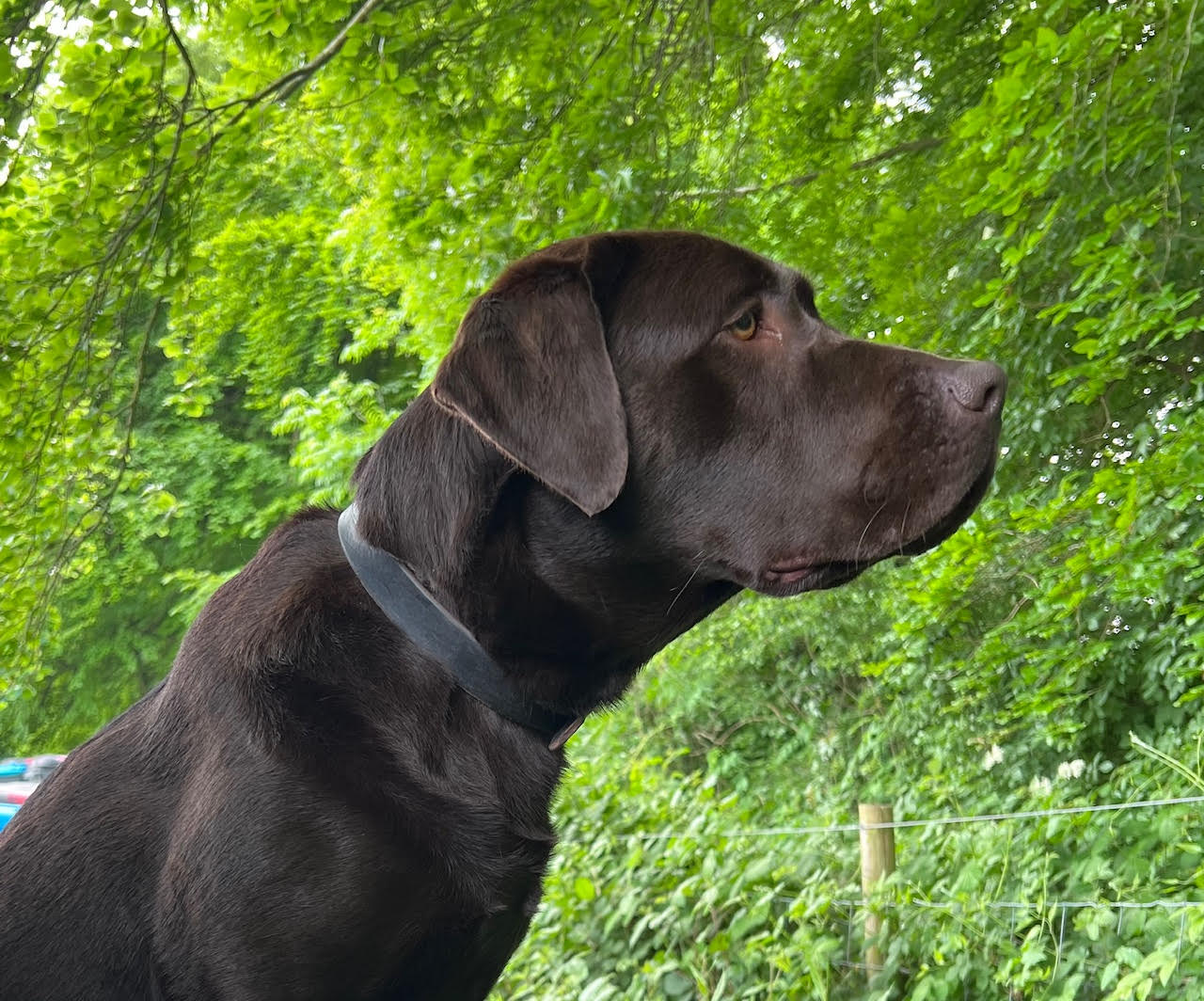 Mika the wellbeing and trauma support dog, who works within London's Metropolitan Police