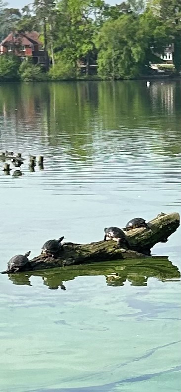 The five or six terrapins in the Heath Pond are not a worry – probably…