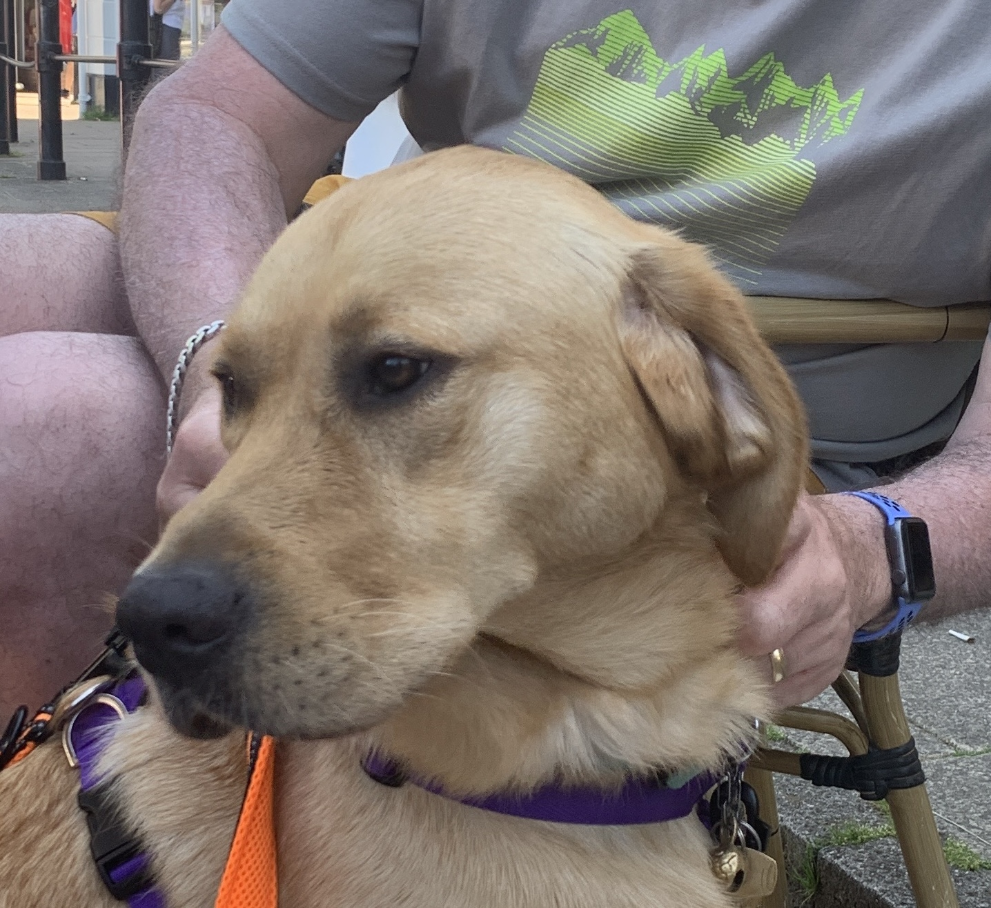 Benji, the trainee guide dog and his first five weeks on the job