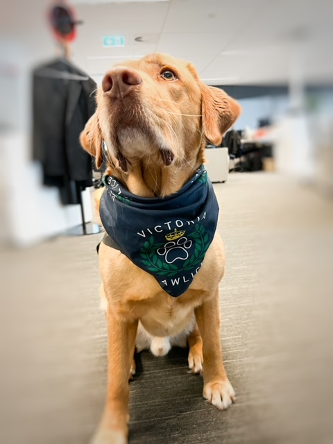 Champ, the engagement dog working in child protection the Victoria police