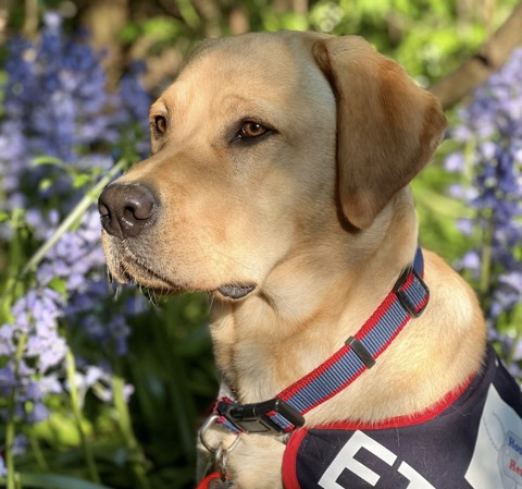 E.T., the military assistance dog with big paw prints to fill