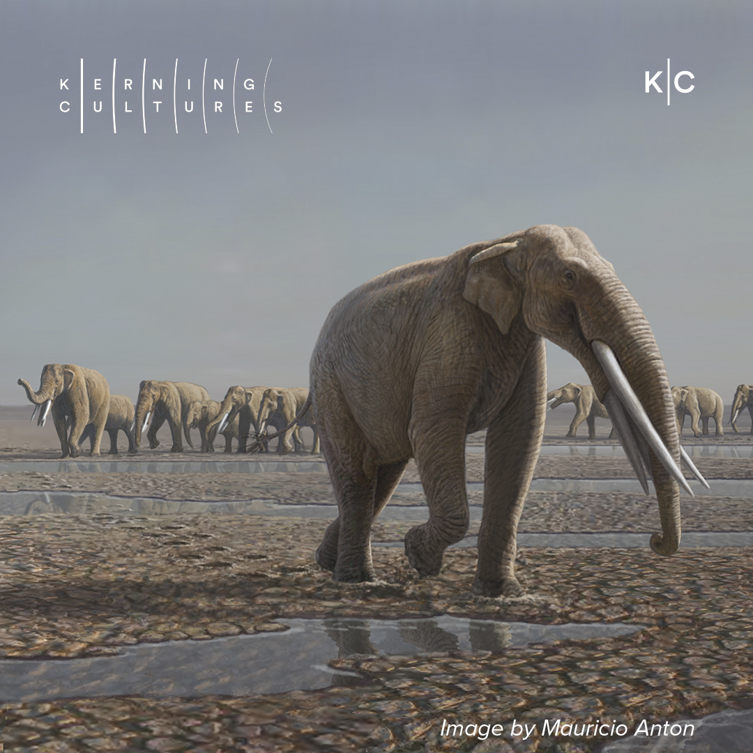 Elephants in the Desert