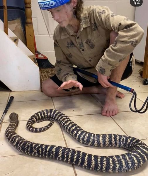 Zebra Cobra Loose in North Raleigh!