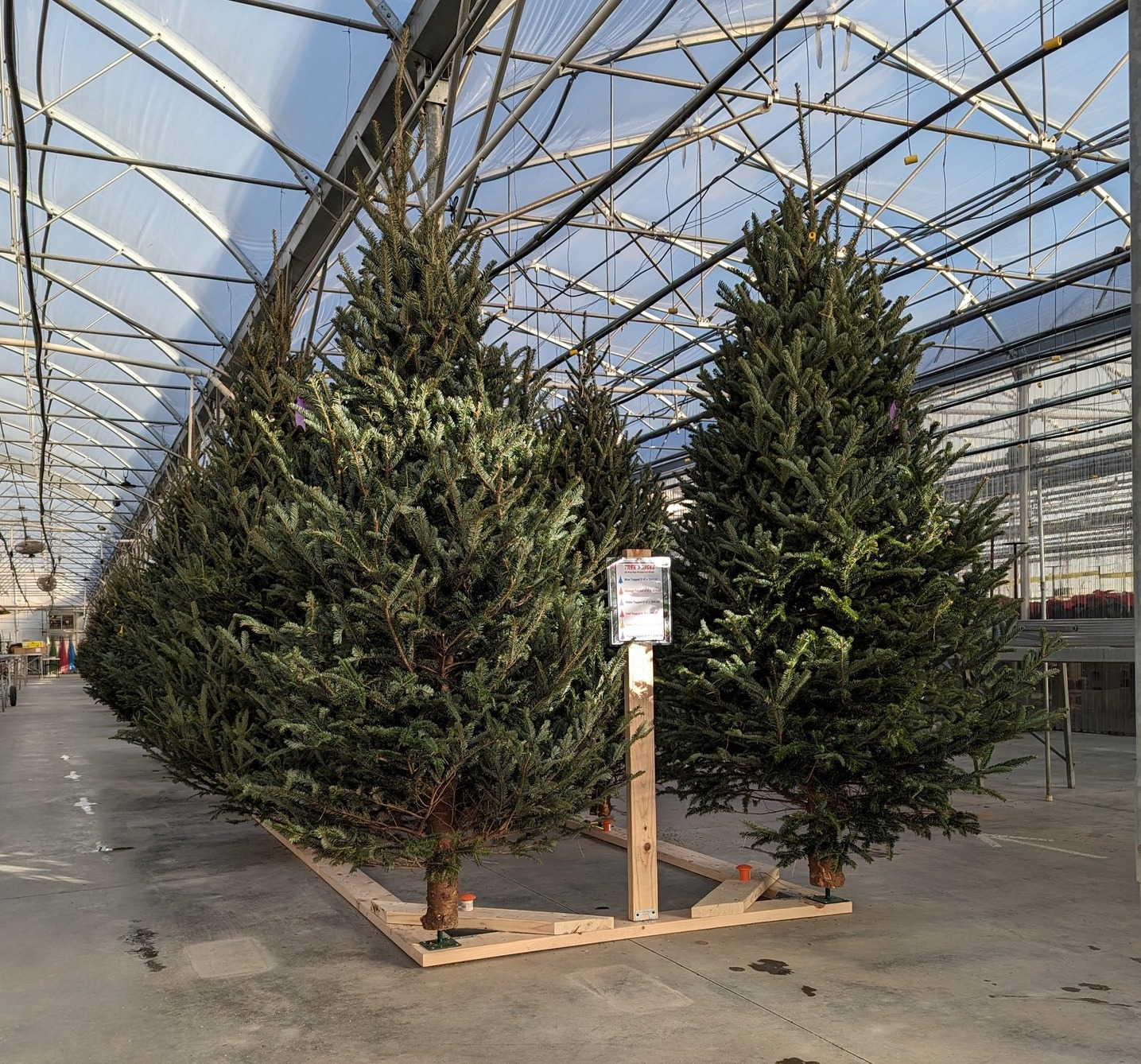 Fresh Christmas Trees in the FM Area - Try Proven Justice!