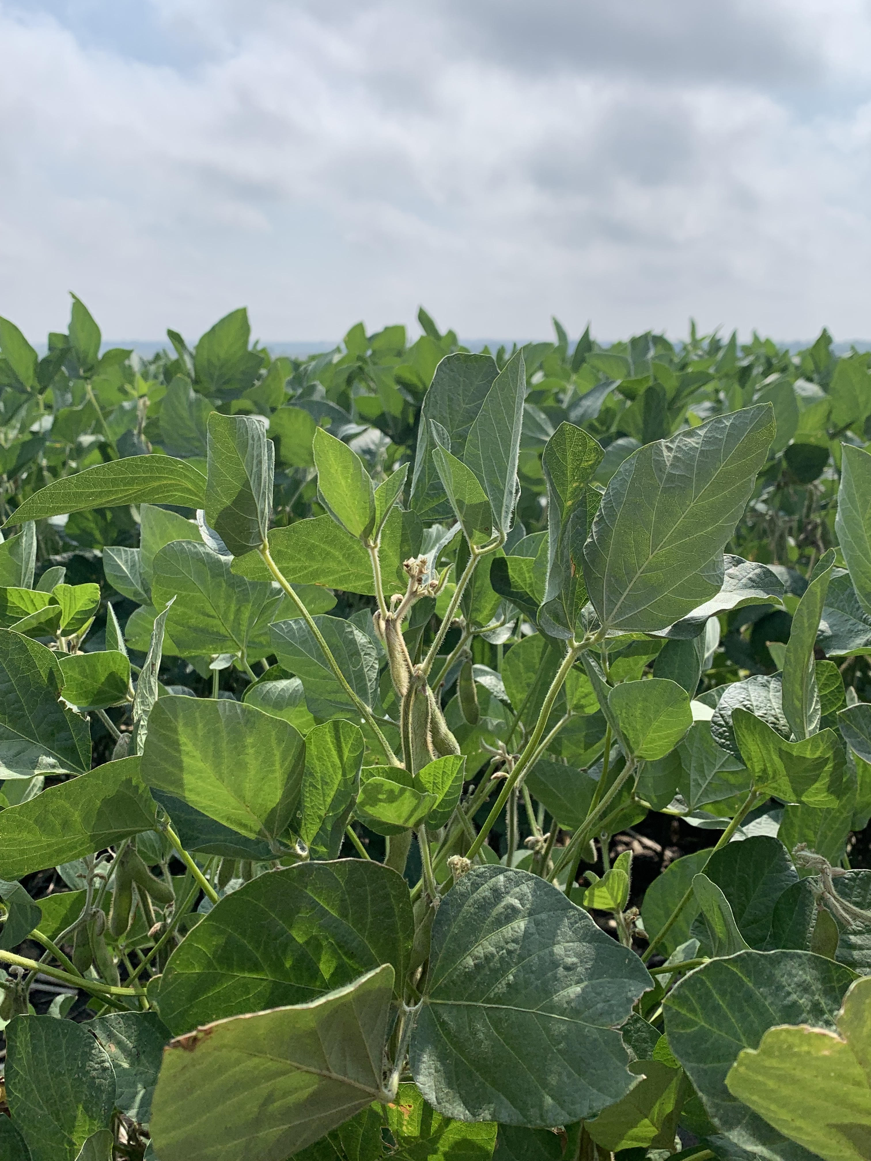 Mid-morning Ag News, February 24, 2022: Finding new uses for U.S. soy