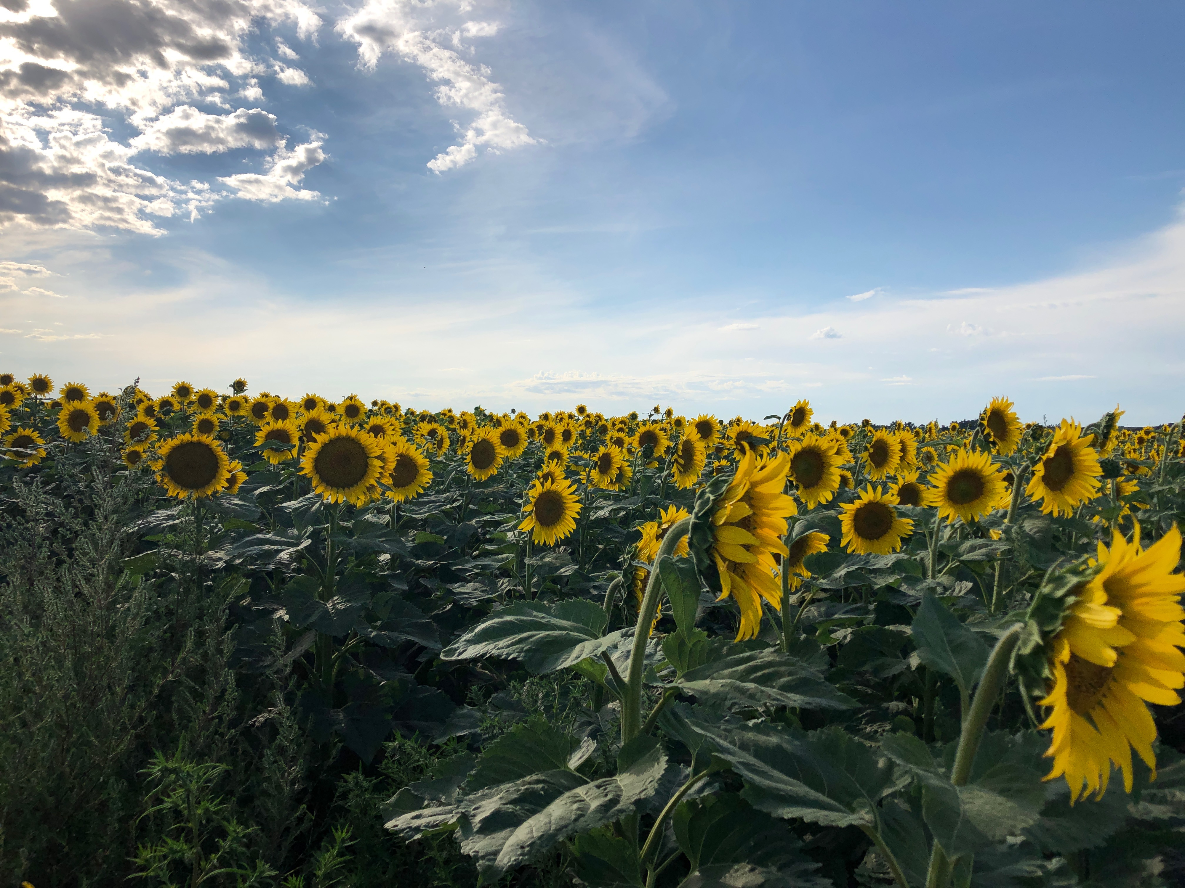 Mid-morning Ag News, May 12, 2021: Confection sunflower prices soar