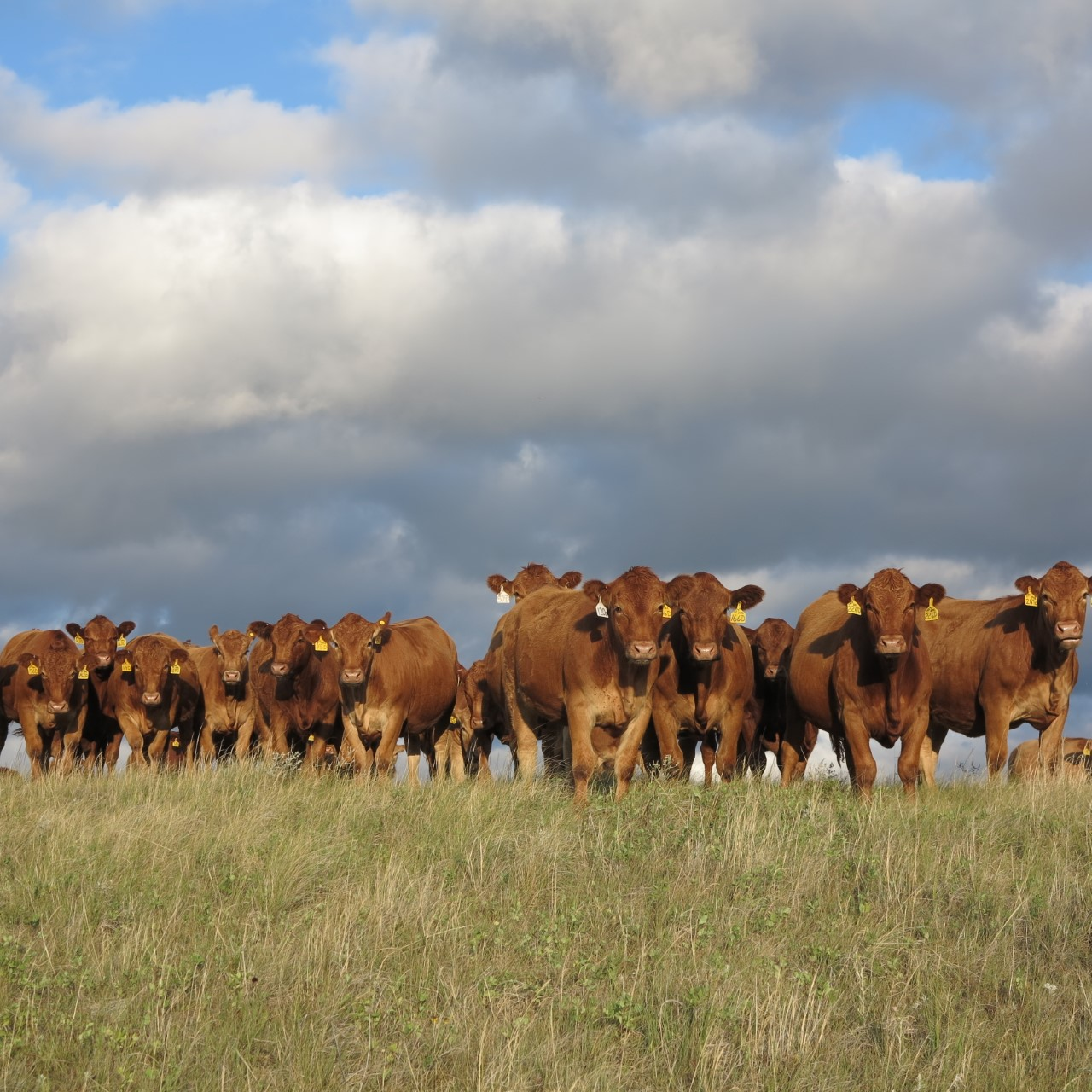 Mid-morning Ag News, May 28, 2021: R-CALF USA launches 10- day campaign
