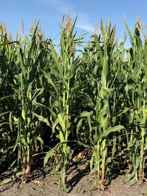 Farm Talk: North Dakota Corn Utilization Council will soon seek research proposals