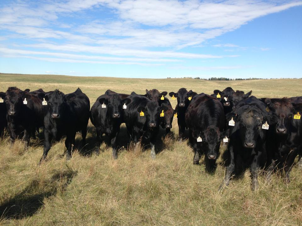 Morning Ag News, October 4, 2021: North Dakota Beef Commission focusing checkoff dollars on the next generation