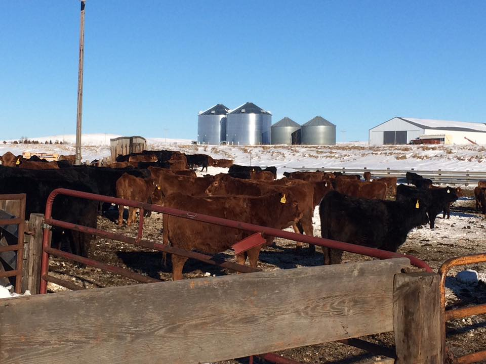 Afternoon Ag News, June 25, 2021: Thune talks potential cattle market manipulation