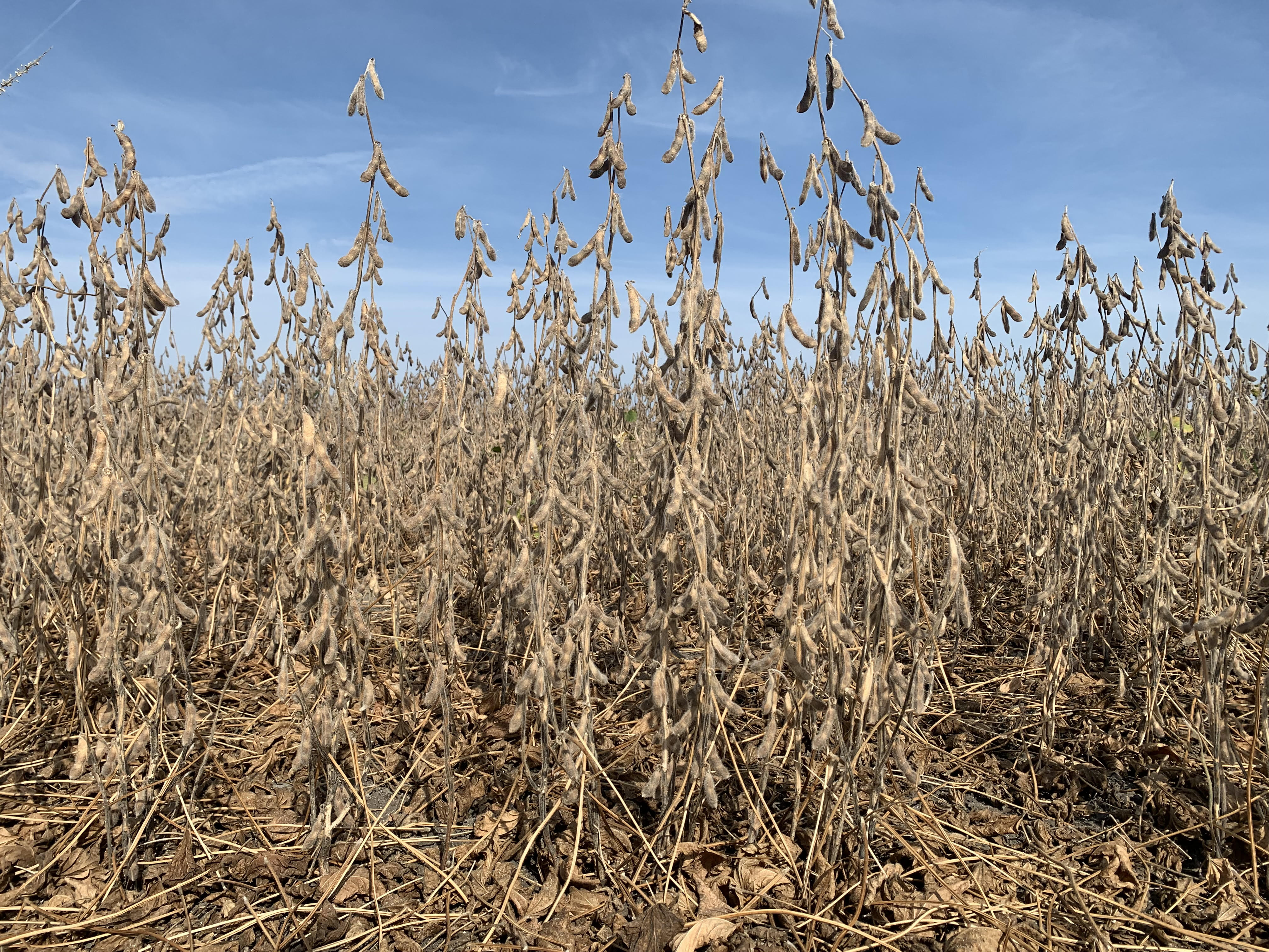 Morning Ag News, October 15, 2021: Research being done on the benefits of switching up the typical corn-soybean rotation