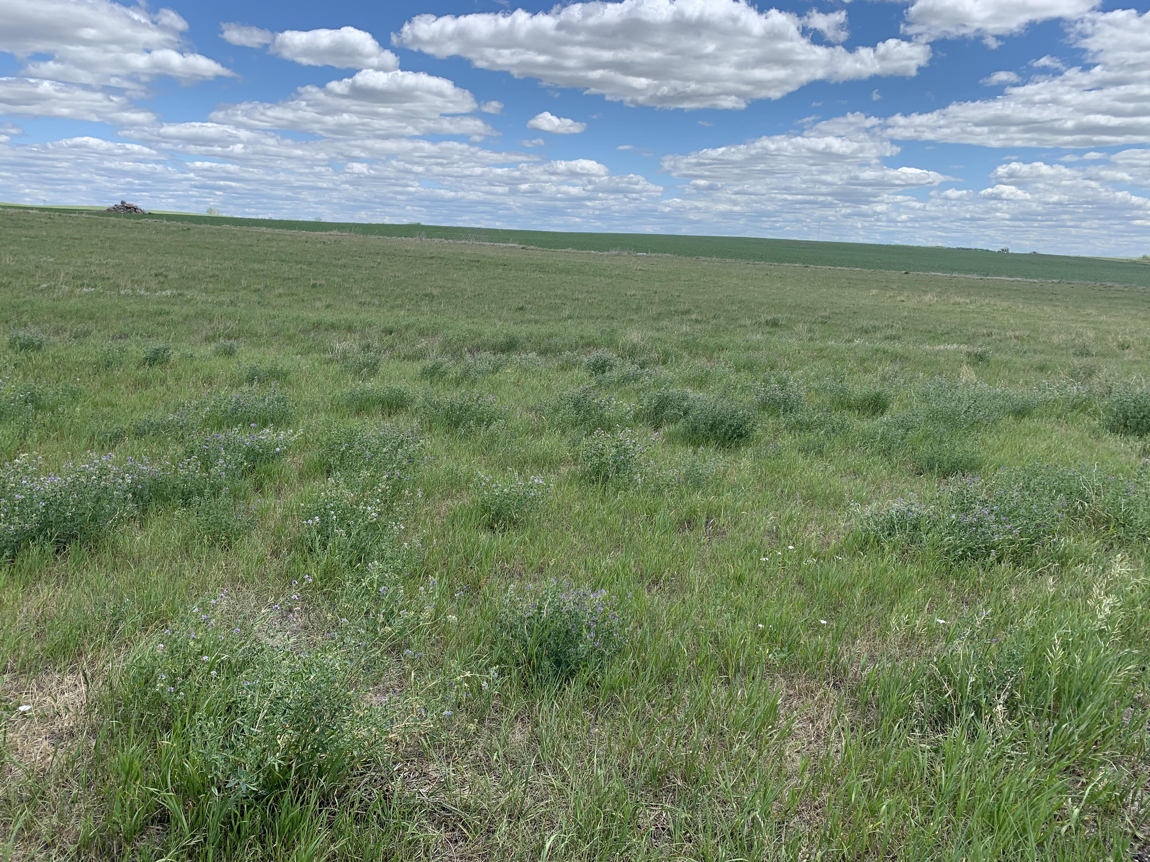 Afternoon Ag News, July 19, 2021: Little hay to be found in central North Dakota