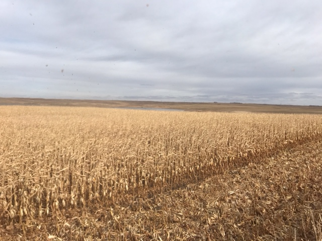 Mid-morning Ag News, October 22, 2021: Harvest update from central North Dakota