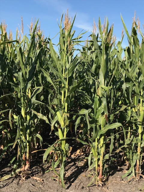 Farm Talk: Southeastern North Dakota farmer provides a corn crop update from Sargent county