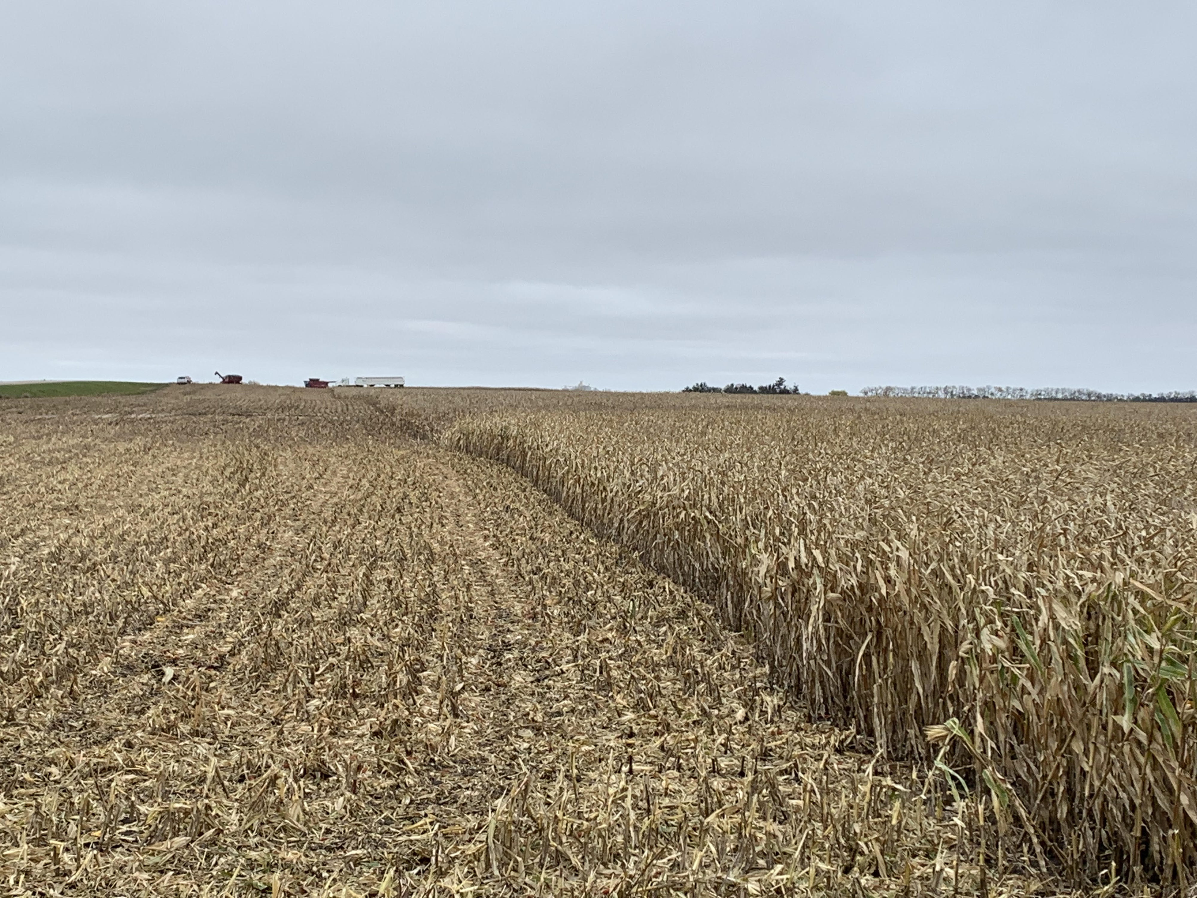 Corn and soybean harvests progress in central North Dakota