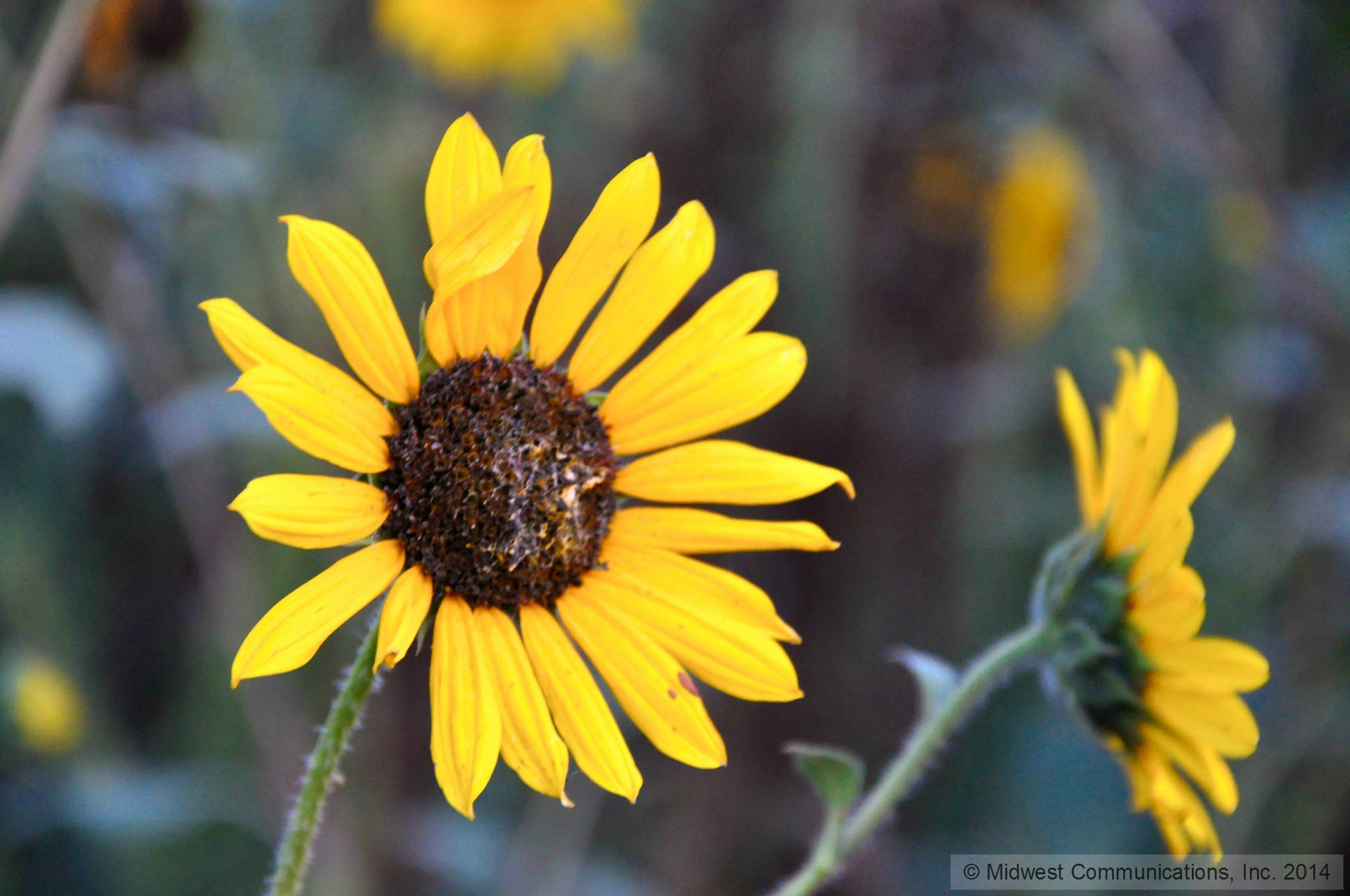 Morning Ag News, July 15, 2024: Rooftop farming gains popularity in urban areas