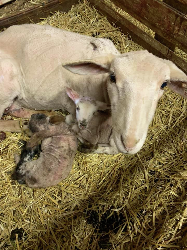 Mid-morning Ag News, July 10, 2024: Lamb marketing webinar to be held July 10