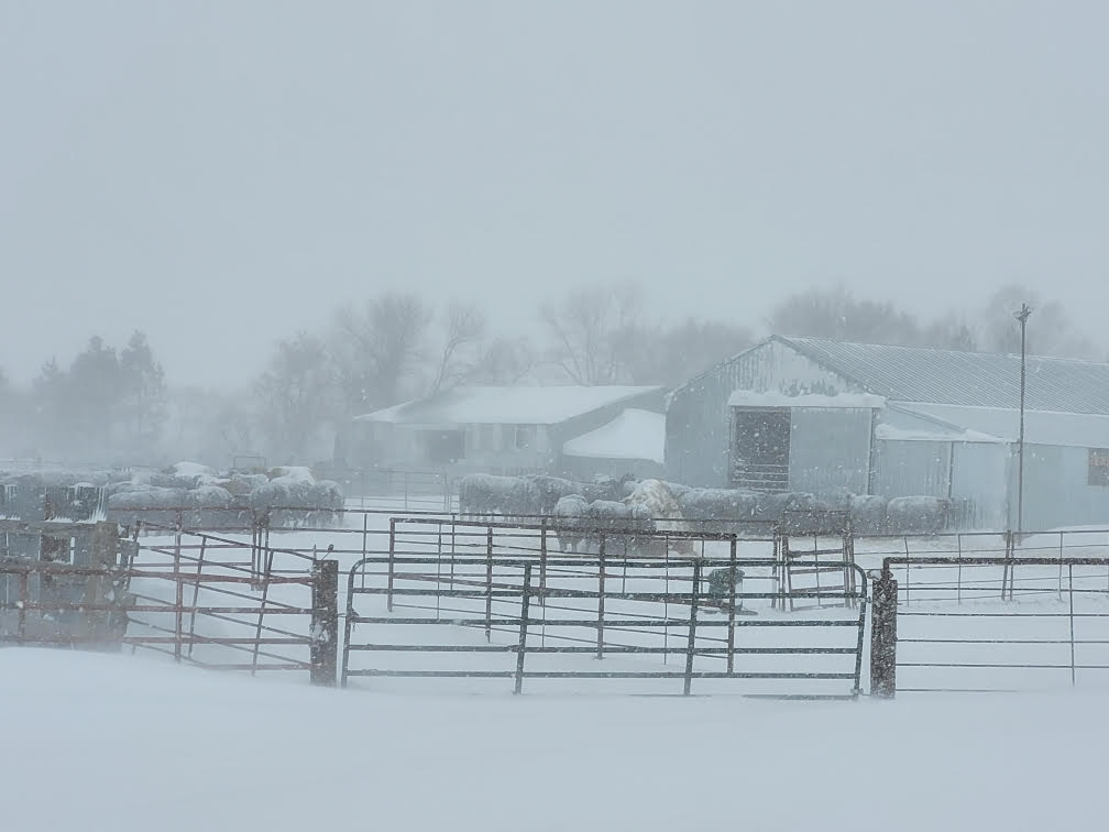 Morning Ag News, April 14, 2022: Western North Dakota ranchers battle snow and wind to keep livestock fed