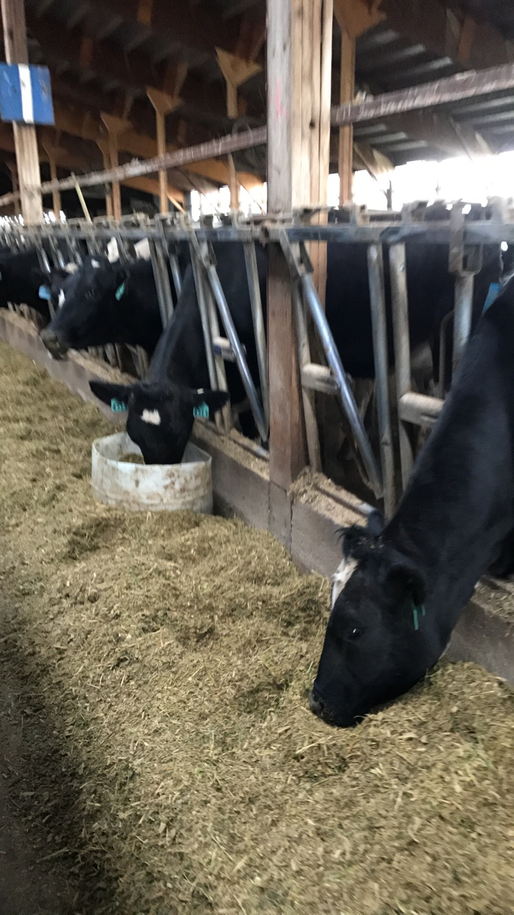 Mid-morning Ag News, January 18, 2022: North Dakota Dairy Convention to be held January 19