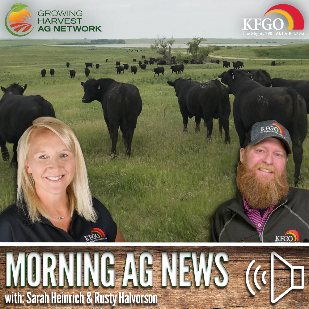 Morning Ag News, November 3, 2023: Cattle markets react to recent USDA report