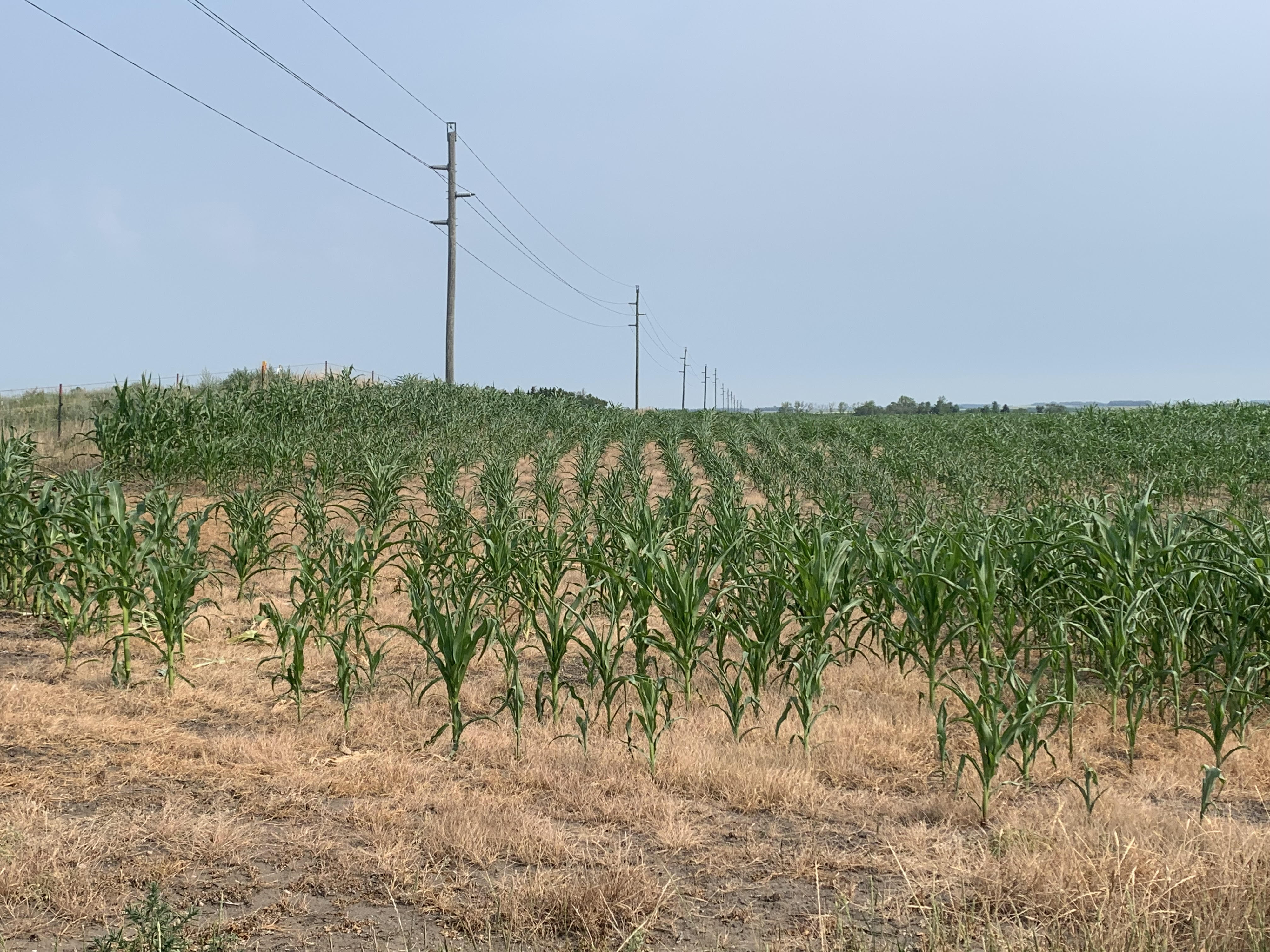 D3 and D4 drought conditions taking a toll on crops and pastures in north central North Dakota