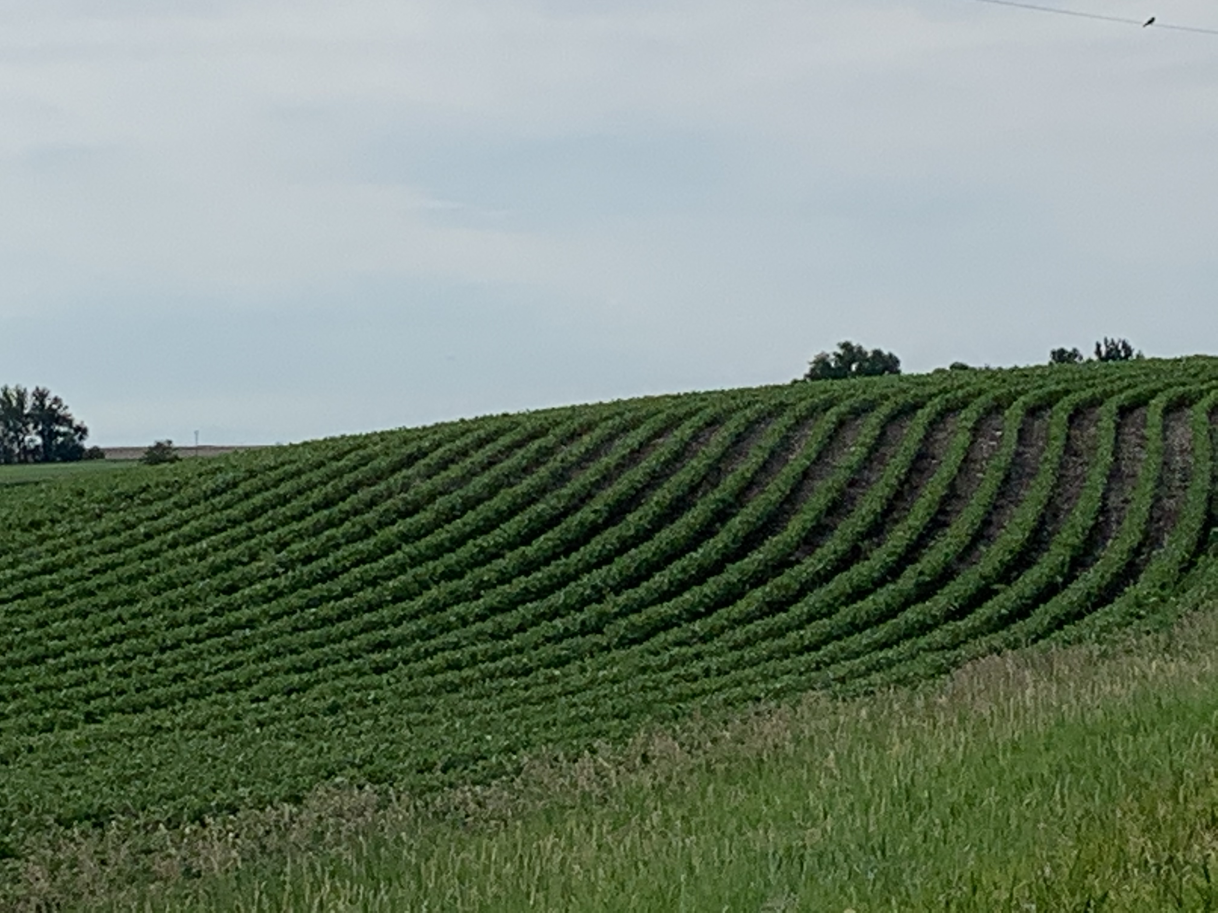 Mid-morning Ag News, July 2, 2021: SDSU Northeast Research Farm Tour scheduled for July 8