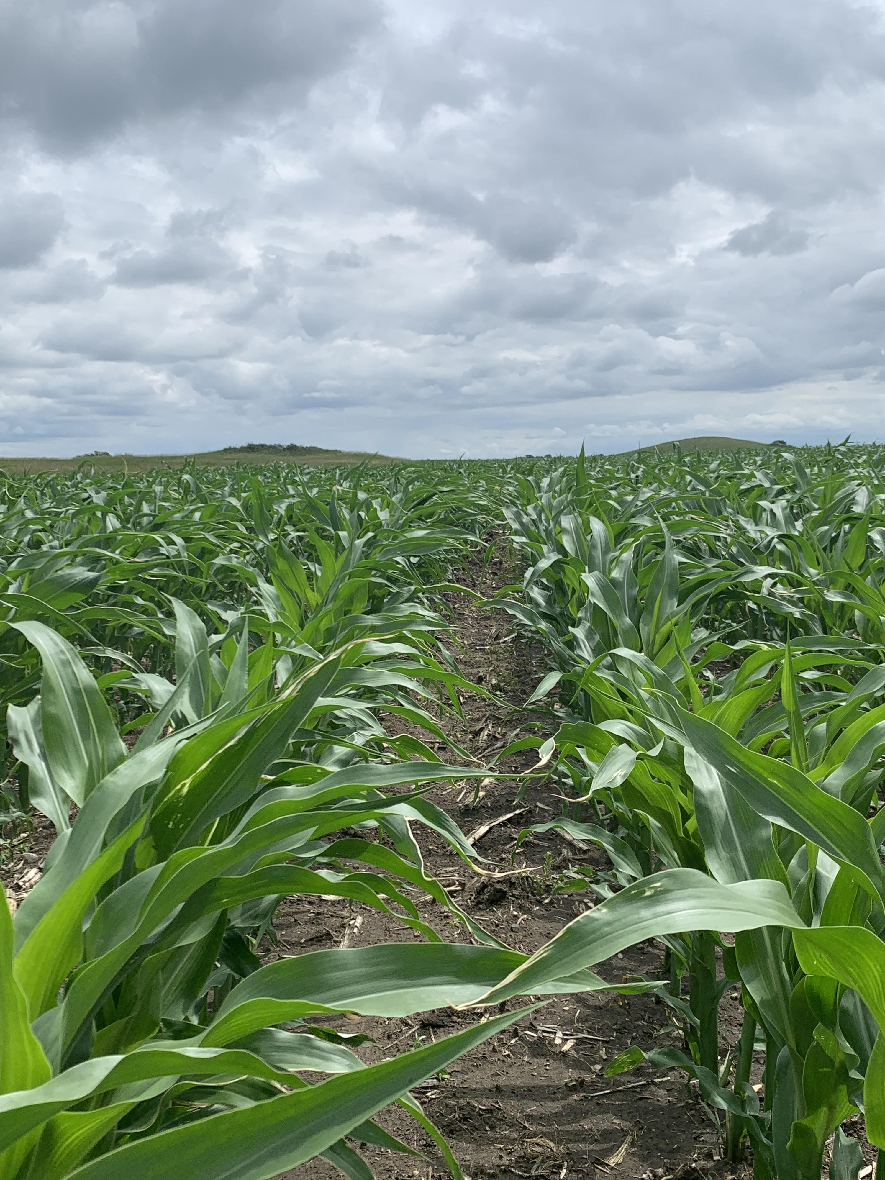 Mid-morning Ag News, December 14, 2021: Minnesota corn grower speaks to recent EPA announcement