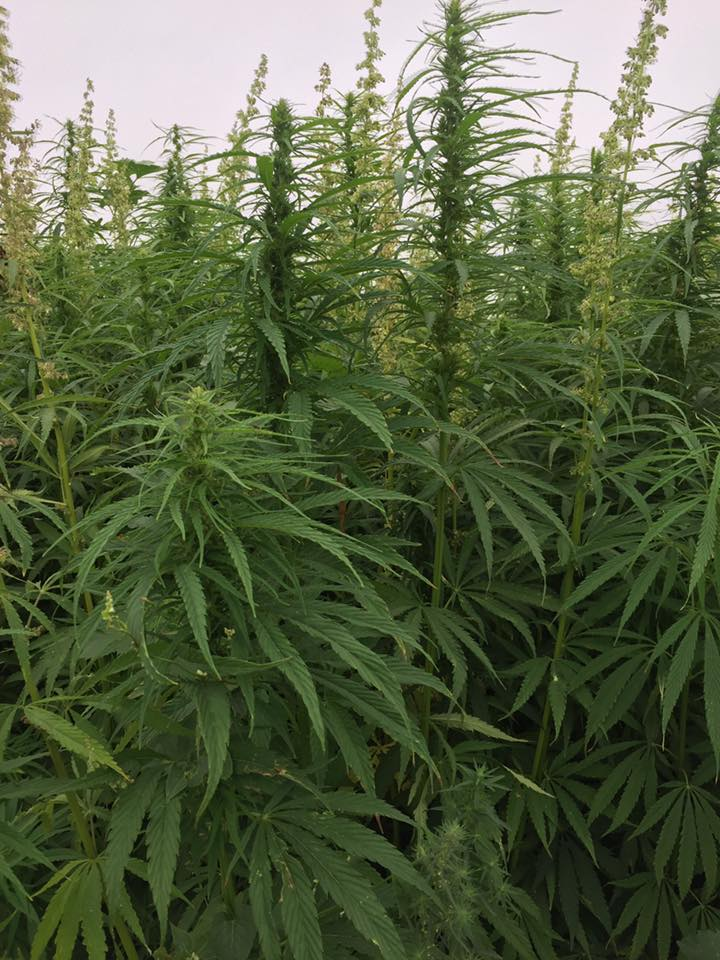 Afternoon Ag News, October 19, 2021: USDA sends first Hemp Acreage and Production Survey to North Dakota producers