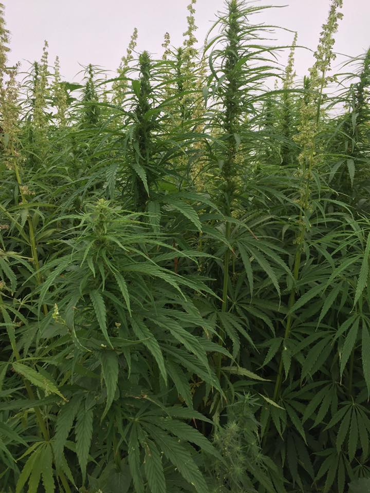 Thursday Mid-morning Ag News, Jan 28  2021:  USDA Issues Rules for Hemp Production, Groups Urge Better Trans-Atlantic Trade Ties