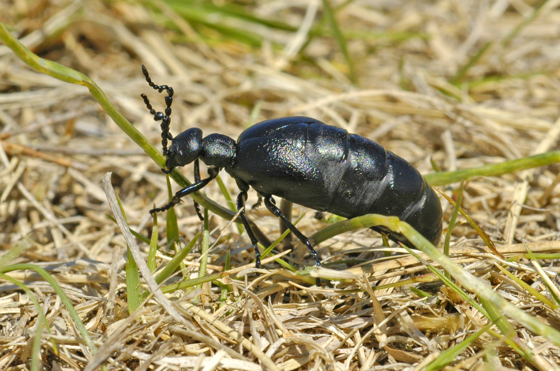 Blister Beetles Found in North Dakota