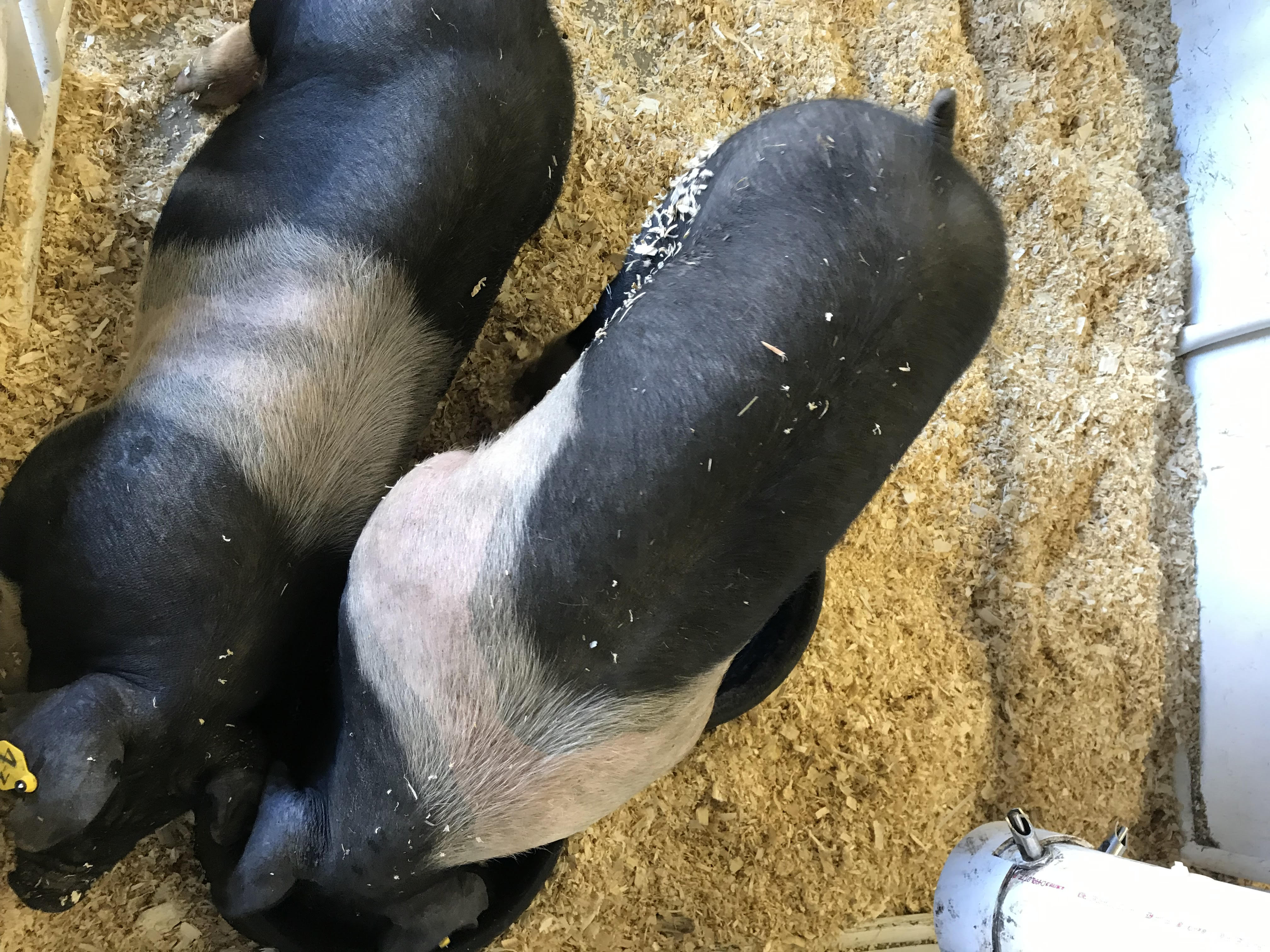 Afternoon Ag News, December 28, 2021: Market hog numbers up in North Dakota from 2020