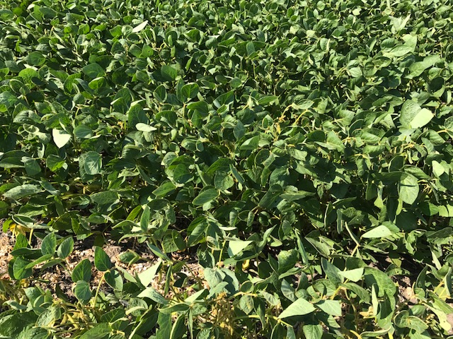 Mid-morning Ag News, August 18, 2021: Cropping systems tour to be held in South Dakota