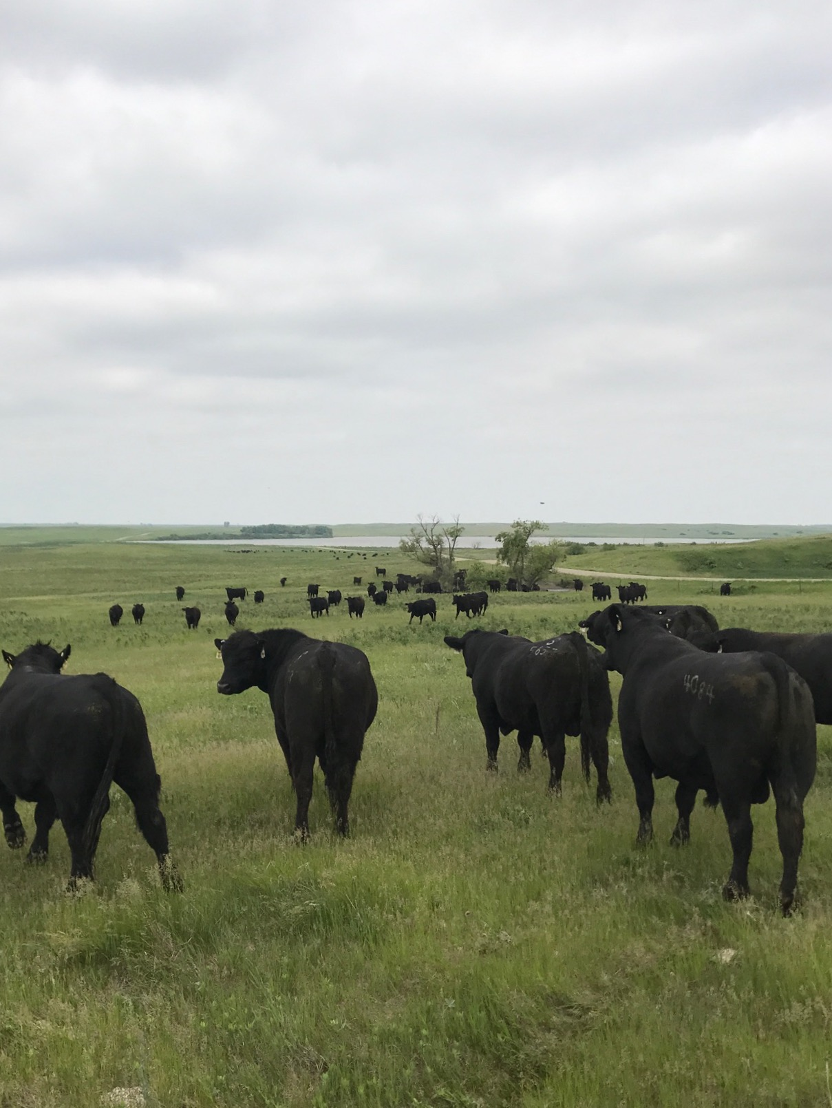 Mid-Morning Ag News, August 16, 2021: Cattle Industry Commits to Climate Neutrality by 2040
