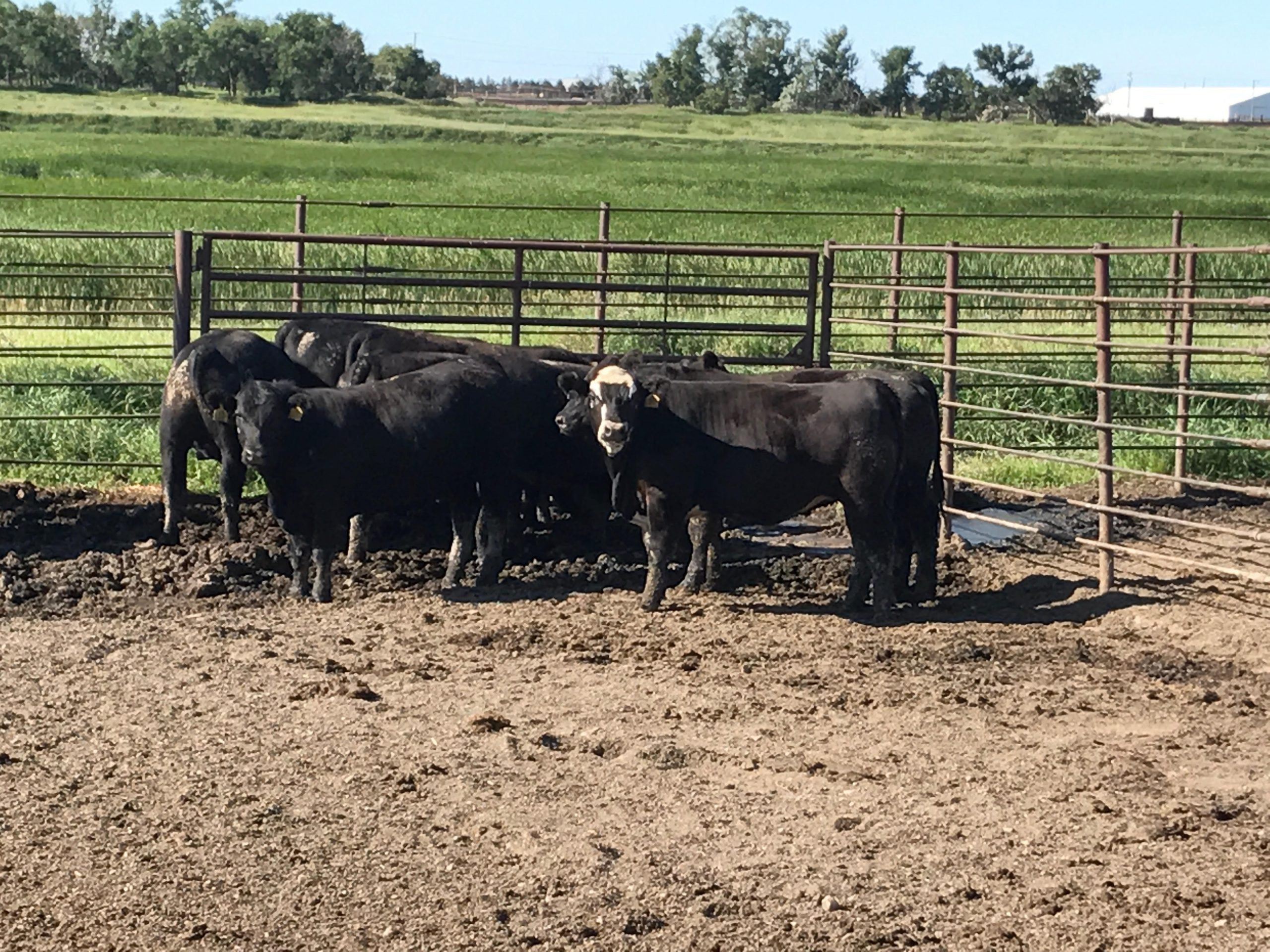 Monday Mid-morning Ag News, Feb 22  2021:  CattleFax Introduces Cow-Calf Survey, USDA Announces New "Dealer Statutory Trust"