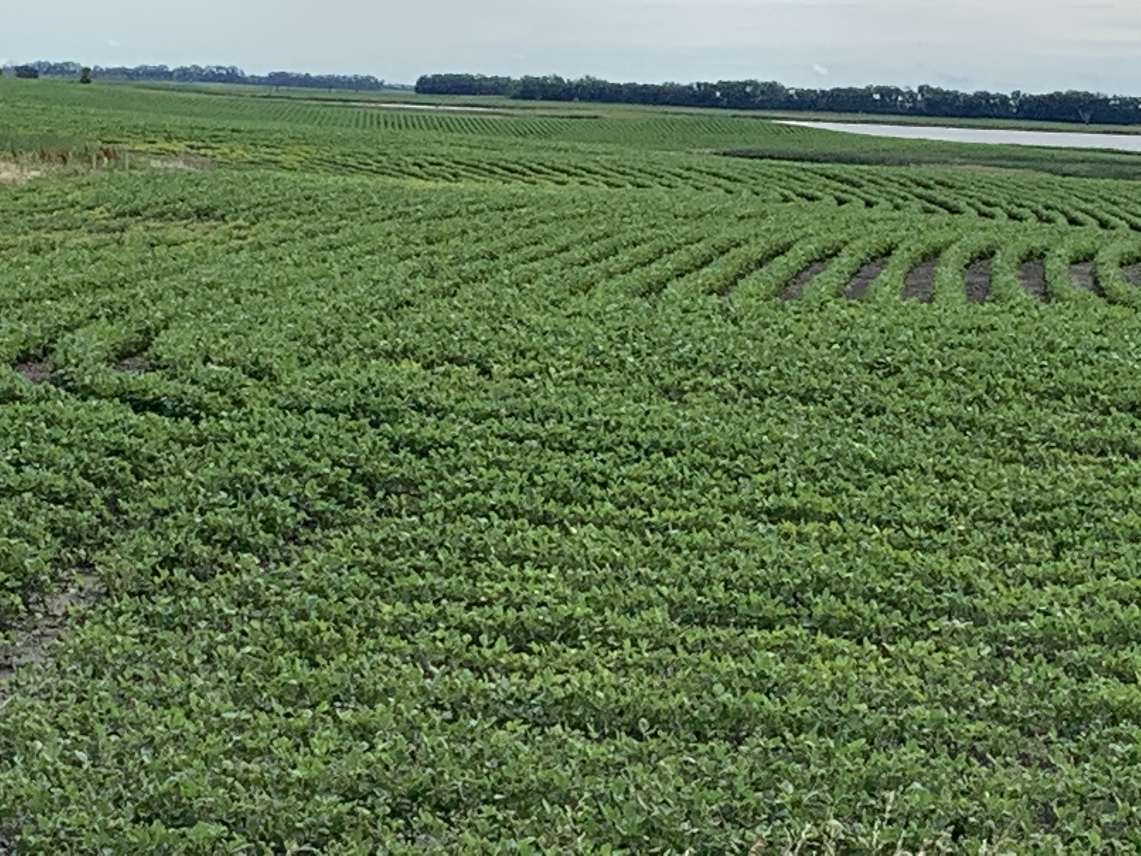 Mid-morning Ag News, July 22, 2021: Using soy-based materials for rural roads