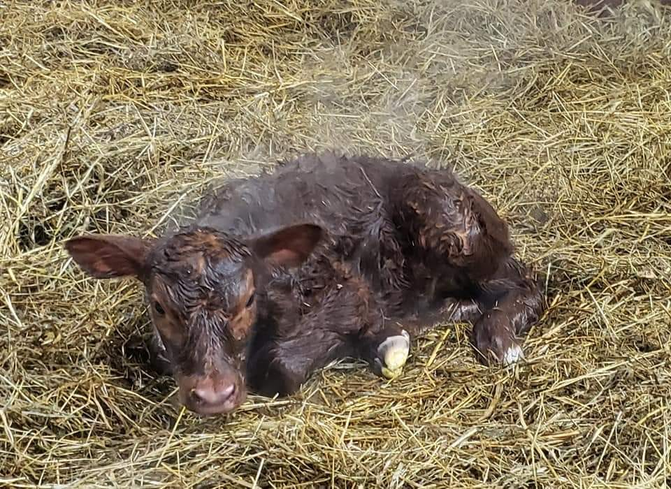Morning Ag News, April 14, 2021: Ranchers work to keep calves warm and dry