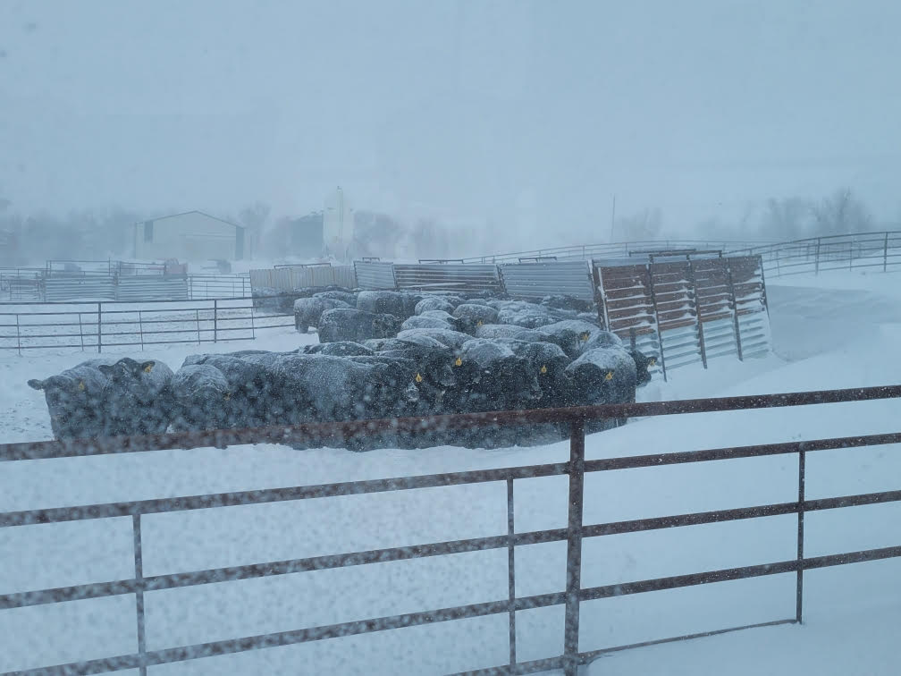 April blizzard impacts livestock producers across much of North Dakota