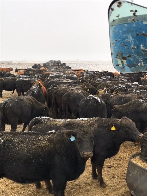 Morning Ag News, December 23, 2021: One expert offers tips on keeping cows in good condition prior to calving