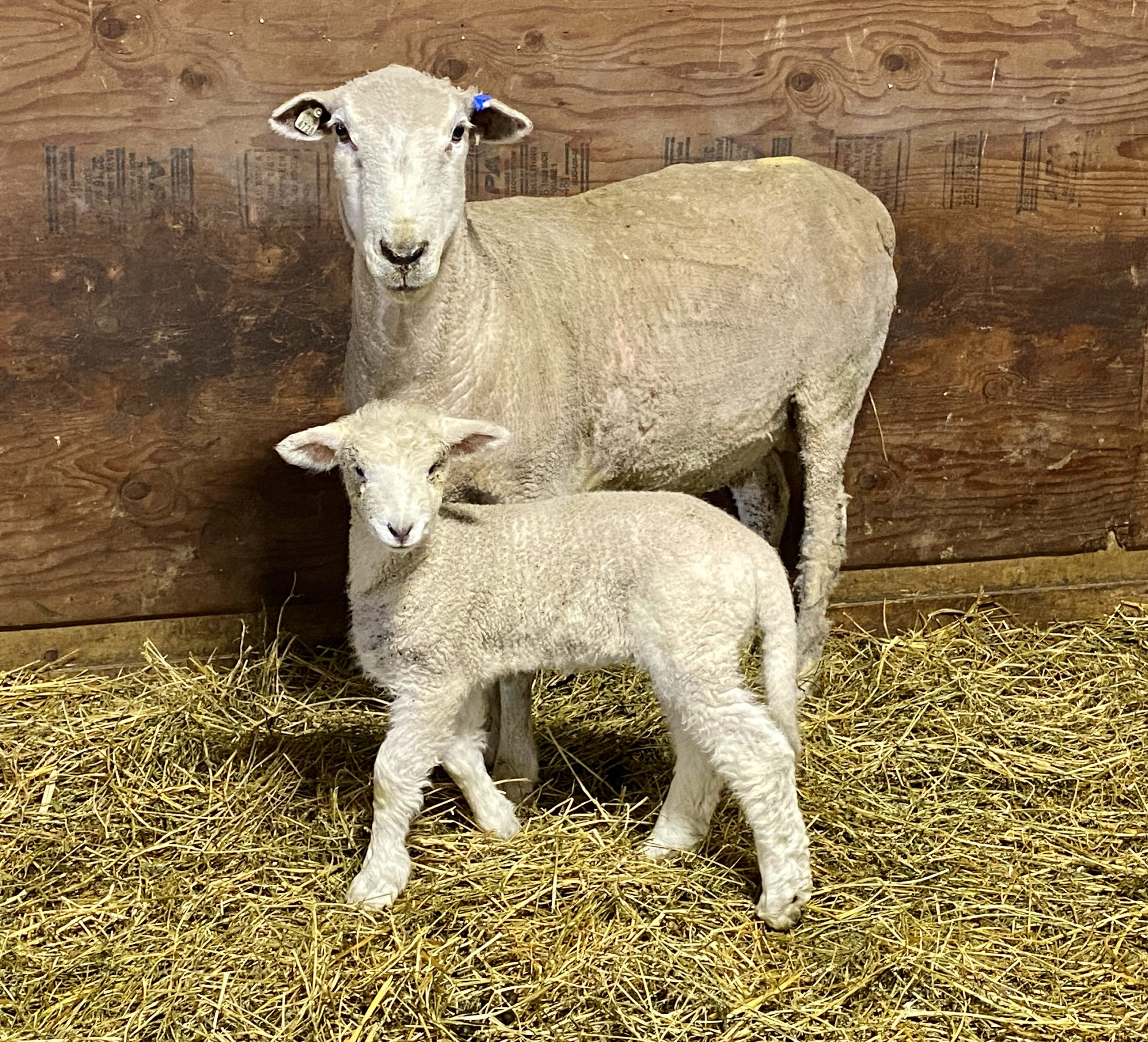 Thursday Afternoon Ag News, Jan 28  2021:  Lamb Industry Adjusts to Consumer Trends, China Pushes for Summit with Biden Administration