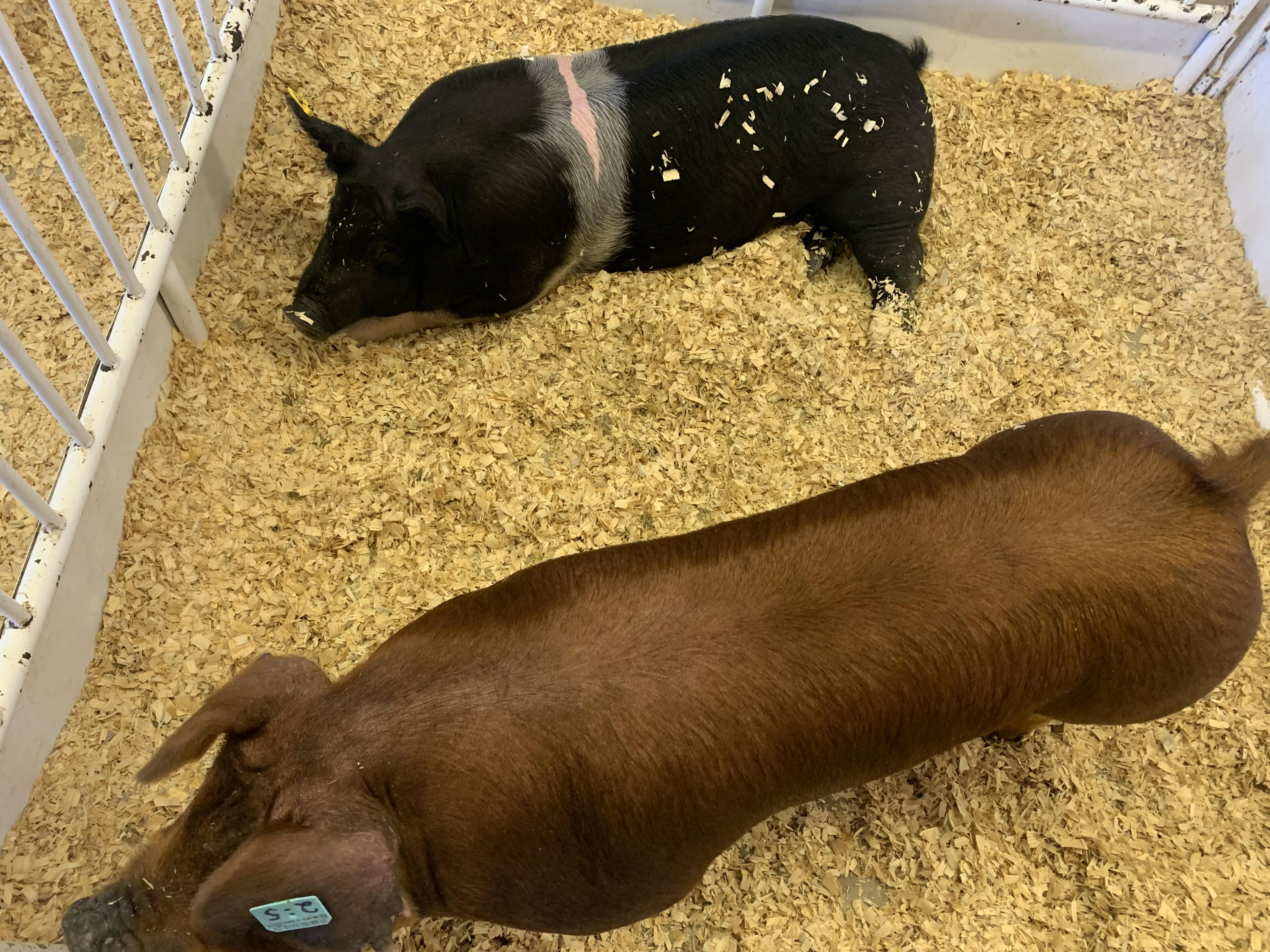 Afternoon Ag News, February 2, 2022: U.S. pork exports to Mexico will set a new record in 2021