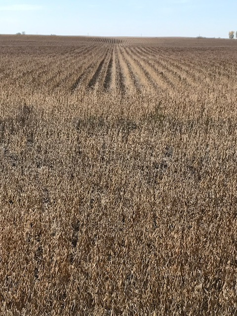 Morning Ag News, March 9, 2021: Producers searching for drought tolerant crops during abnormally dry conditions