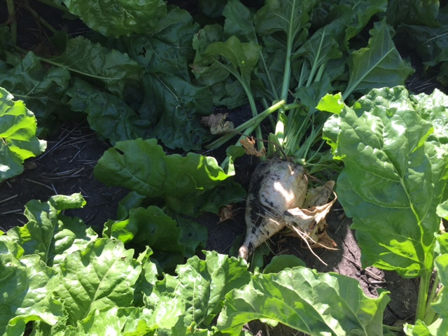 Mid-morning Ag News, August 12, 2021: Protecting the sugarbeet crop till harvest